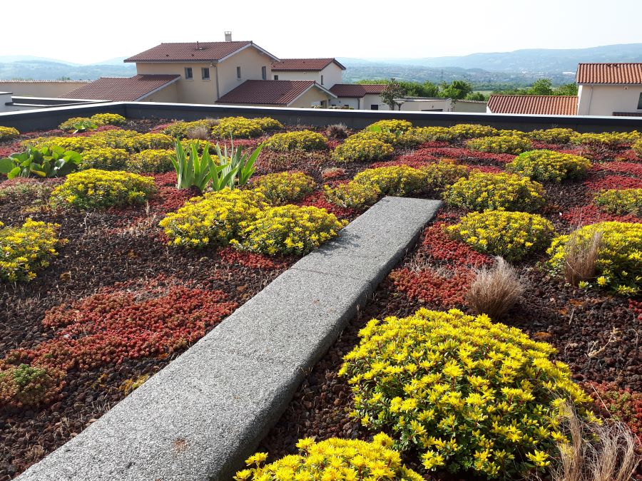 photo d'un toit terrasse végétalisé